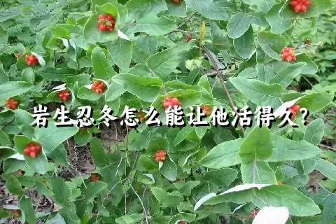 岩生忍冬怎么能让他活得久？