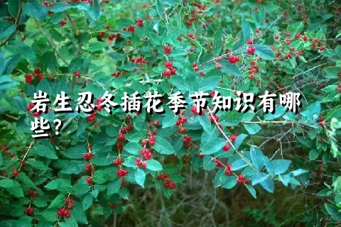 岩生忍冬插花季节知识有哪些？