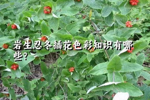 岩生忍冬插花色彩知识有哪些？