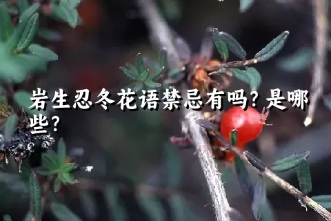 岩生忍冬花语禁忌有吗？是哪些？