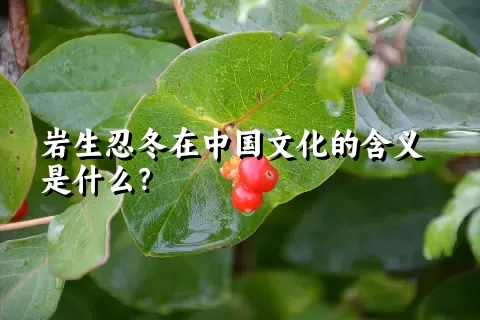 岩生忍冬在中国文化的含义是什么？