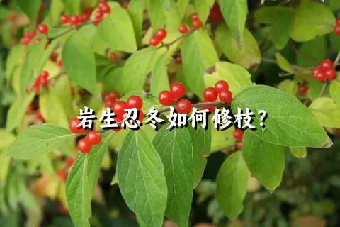 岩生忍冬如何修枝？