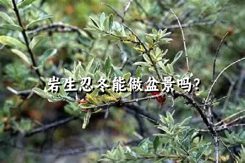 岩生忍冬能做盆景吗？