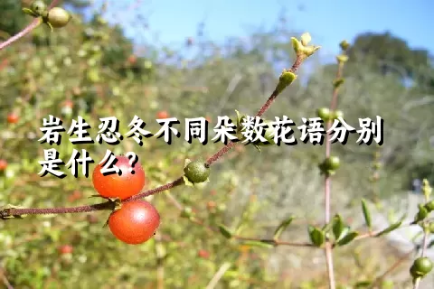 岩生忍冬不同朵数花语分别是什么？