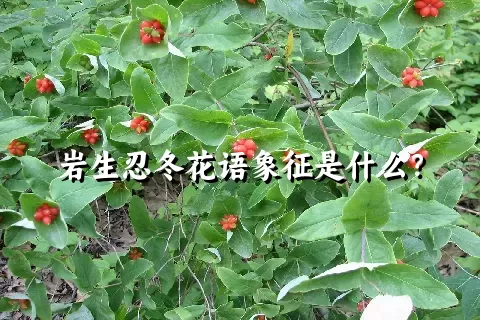 岩生忍冬花语象征是什么？