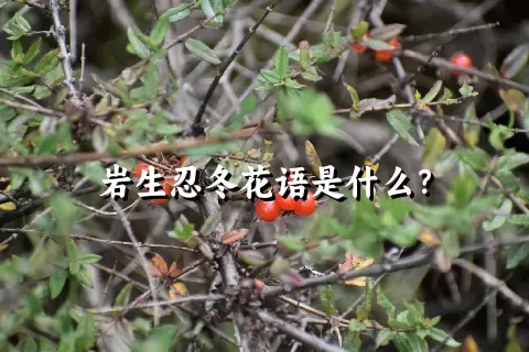 岩生忍冬花语是什么？