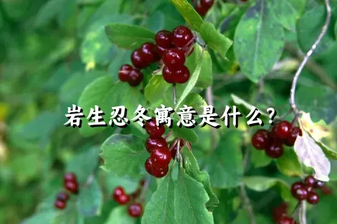 岩生忍冬寓意是什么？