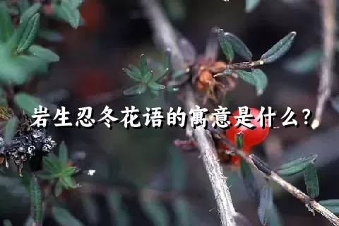 岩生忍冬花语的寓意是什么？