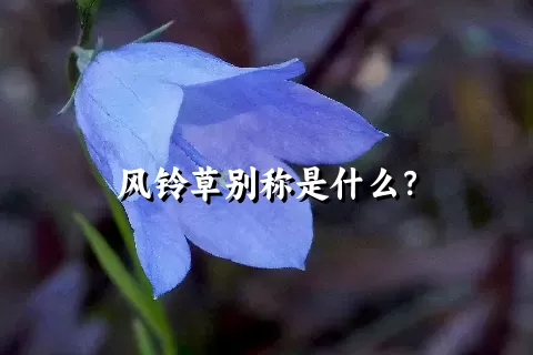 风铃草别称是什么？