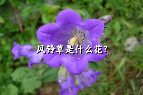 风铃草是什么花？