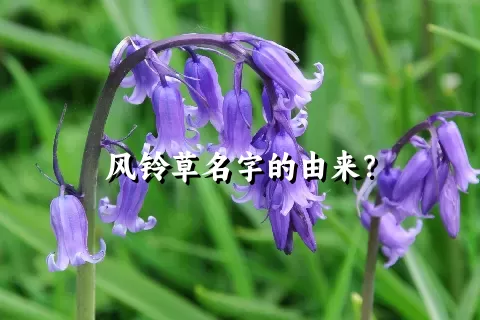 风铃草名字的由来？