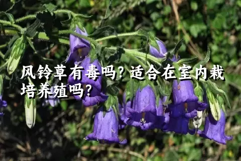 风铃草有毒吗？适合在室内栽培养殖吗？