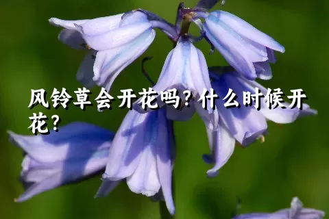 风铃草会开花吗？什么时候开花？