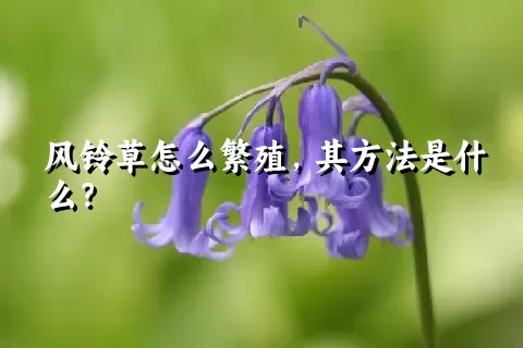 风铃草怎么繁殖，其方法是什么？