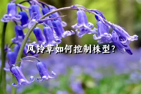 风铃草如何控制株型？