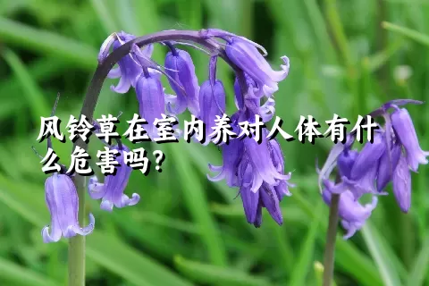 风铃草在室内养对人体有什么危害吗？