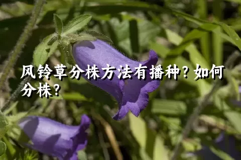 风铃草分株方法有播种？如何分株？