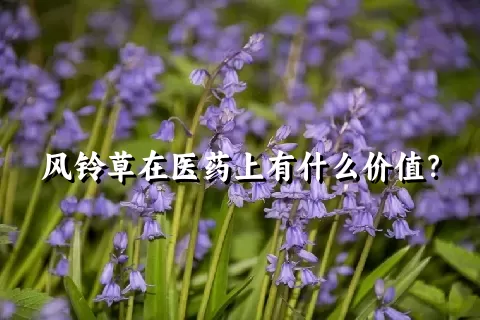 风铃草在医药上有什么价值？