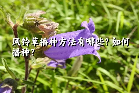 风铃草播种方法有哪些？如何播种？