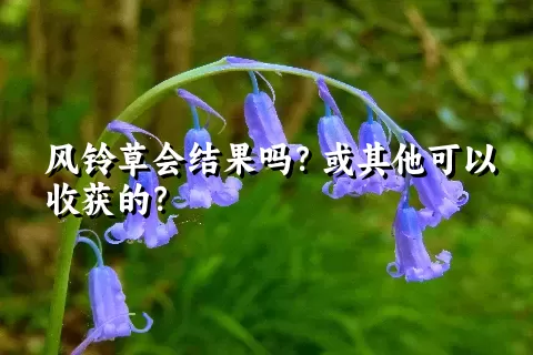 风铃草会结果吗？或其他可以收获的？