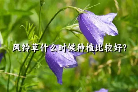 风铃草什么时候种植比较好？