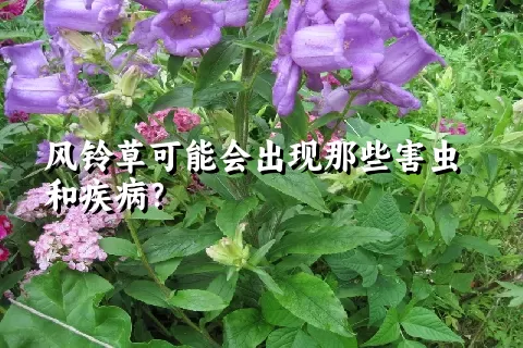 风铃草可能会出现那些害虫和疾病？