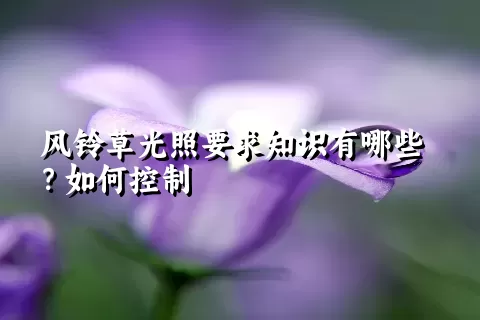 风铃草光照要求知识有哪些？如何控制