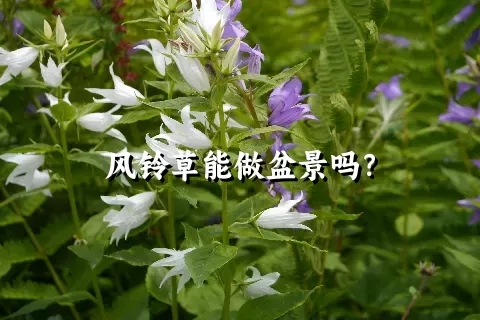 风铃草能做盆景吗？