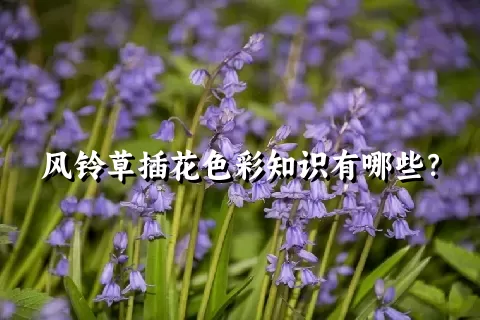 风铃草插花色彩知识有哪些？