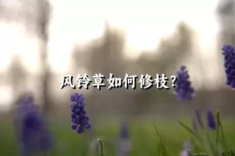 风铃草如何修枝？