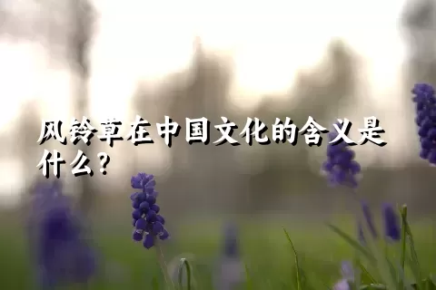 风铃草在中国文化的含义是什么？