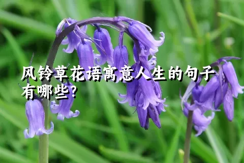 风铃草花语寓意人生的句子有哪些？