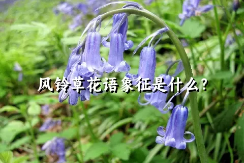 风铃草花语象征是什么？