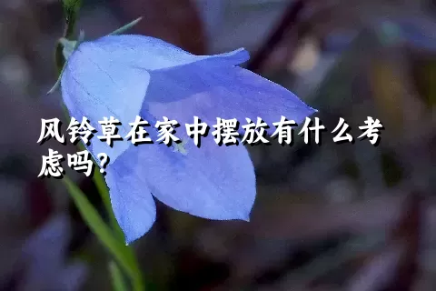 风铃草在家中摆放有什么考虑吗？