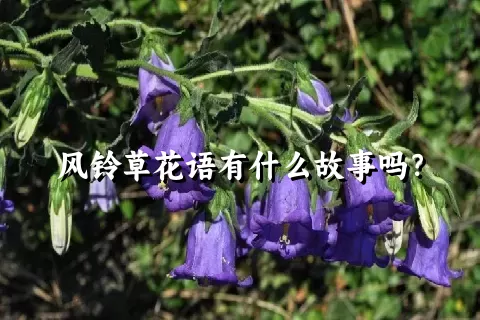 风铃草花语有什么故事吗？