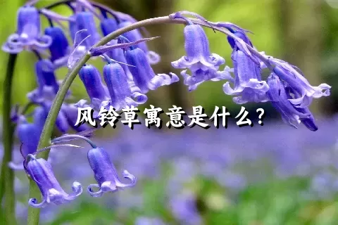 风铃草寓意是什么？