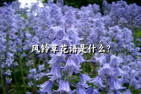 风铃草花语是什么？