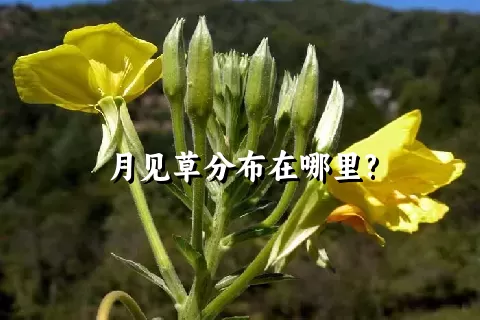 月见草分布在哪里?