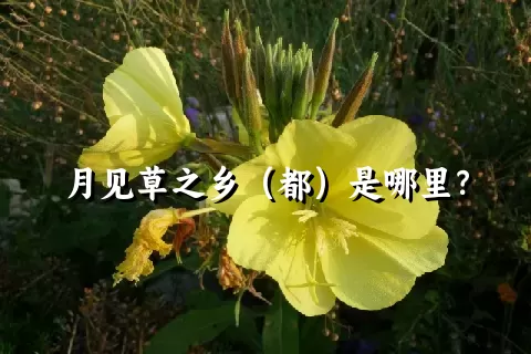 月见草之乡（都）是哪里？