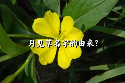 月见草名字的由来？