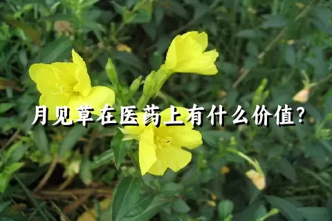 月见草在医药上有什么价值？