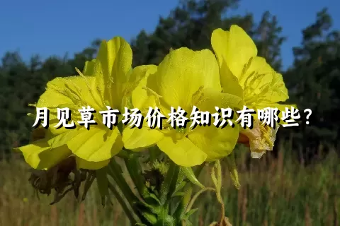 月见草市场价格知识有哪些？