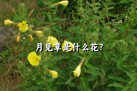 月见草是什么花？