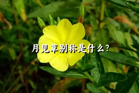 月见草别称是什么？