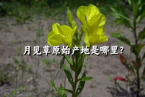 月见草原始产地是哪里？