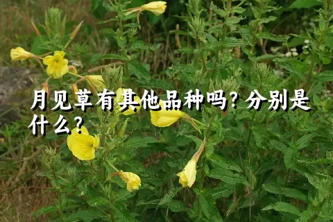 月见草有其他品种吗？分别是什么？