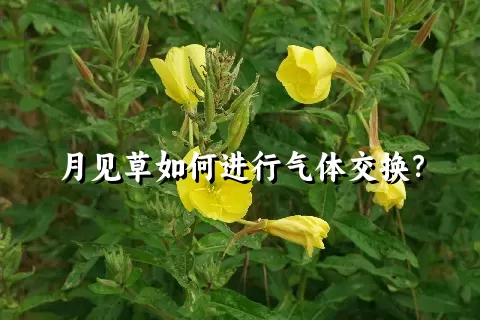 月见草如何进行气体交换？