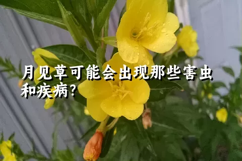 月见草可能会出现那些害虫和疾病？