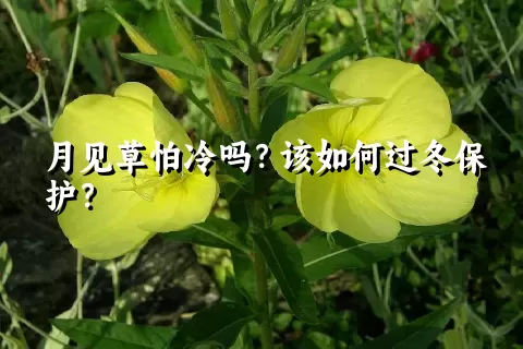 月见草怕冷吗？该如何过冬保护？