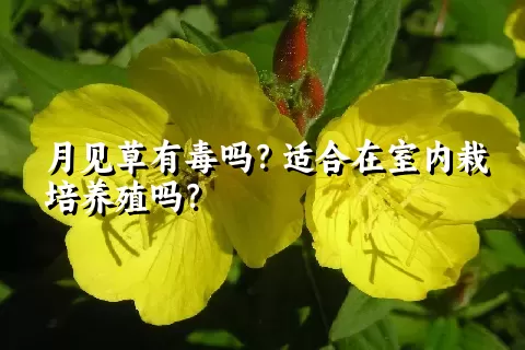 月见草有毒吗？适合在室内栽培养殖吗？